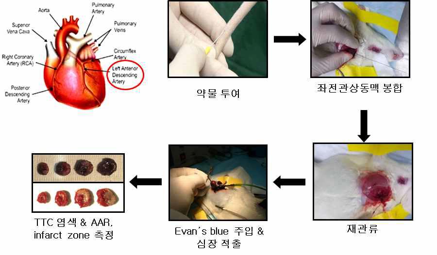 허혈성 동물모델에서 심기능 개선 효능 관찰