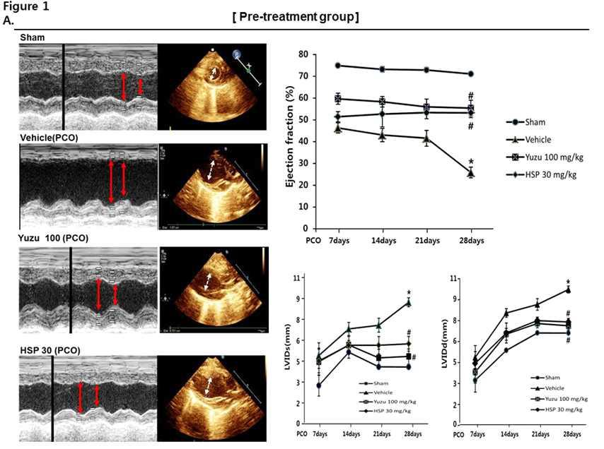 허혈성 심부전 동물모델에서 유자 추출물 반복투여에 의한 심기능 개선 효능