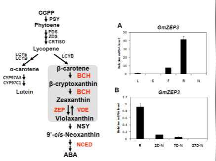 β-Carotene and ABA synthesis pathway (왼쪽) and the organ specific expression pattern of ZEP in soybean, a key enzyme for ABA synthesis