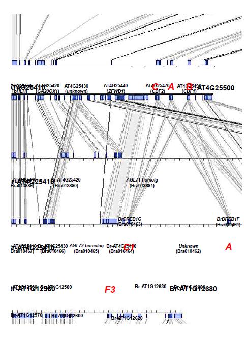Sequence level comparison of collinear genomic regions flanking DREB1s in B. rapa and A. thaliana. (A) Sequence comparison of the region around three tandem DREB1 genes in synteny block U of A. thaliana and its three B. rapa counterparts. (B) Sequence comparison of the DREB1F gene regions in synteny block A of A. thaliana and its three B. rapa counterparts. Arrows indicate the position and orientation of annotated genes in the sequences. Green and red arrows indicate well-conserved flanking genes and CBF/DREB1 genes, respectively, among collinear genomic regions. The gray bars connecting boxes between sequences indicate conserved sequences. The map was drawn using Blast viewer based on nucleotide sequence similarity from Blastn searches. Genomic regions showing similarity in less than 10 bp match length are not shown on the map.