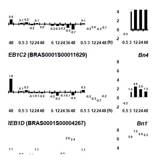 Expression levels of BrDREB1 and COR genes in response to cold ( 4℃), salt (250 mM NaCl), drought (air drying), and ABA (100 μM) treatment according to 24k microarray analysis. (A) The expression of four BrDREB1 genes: BrDREB1C1, BrDREB1C2, BrDREB1D, and BrDREB1F3. (B) The expression of B. rapa homologs of Bn28a, Bn47, Bn115, and BoRS1, which are reported abiotic stress-inducible genes in Brassica species. The expressions of the genes are represented using fold change compared to control (0 h). Numbers at the bottom indicate time (h) of treatment. Log2(fold-change value) is shown at the top of bar. Microarray probe IDs for the genes are in parentheses. The B. rapa 24K oligo microarray database provides only averaged PM values of repeated microarray experiments after statistical analysis and therefore standard error or deviation was not calculated in this study.