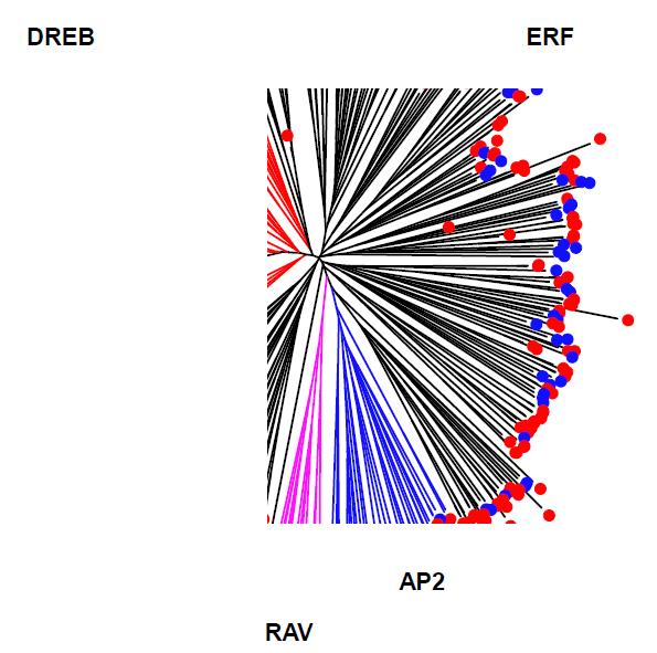 Phylogenetic comparison of the P. ginseng AP2/EREBP domain containing proteins. The 314 (●) and 149 (●) genes encoding proteins with AP2/EREBP domain were obtained from genome database of P. ginseng and A. thaliana, respectively, and then compared by generating phylogenetic tree based on their amino acid similarity. Four subfamilies, DREB, ERF, AP2, and RAV, are marked with different color.
