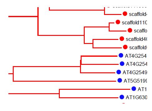Enlarged phylogentic tree of DREB A1 subgroup from phylogenetic analysis of AP2/EREBP domain containing proteins of P. ginseng and A. thaliana shown in Fig. 1. P. ginseng 11 genes that can encode CBF/DREB1 transcription factors (●) were grouped together with Arabidopsis CBF/DREB1 genes (●).