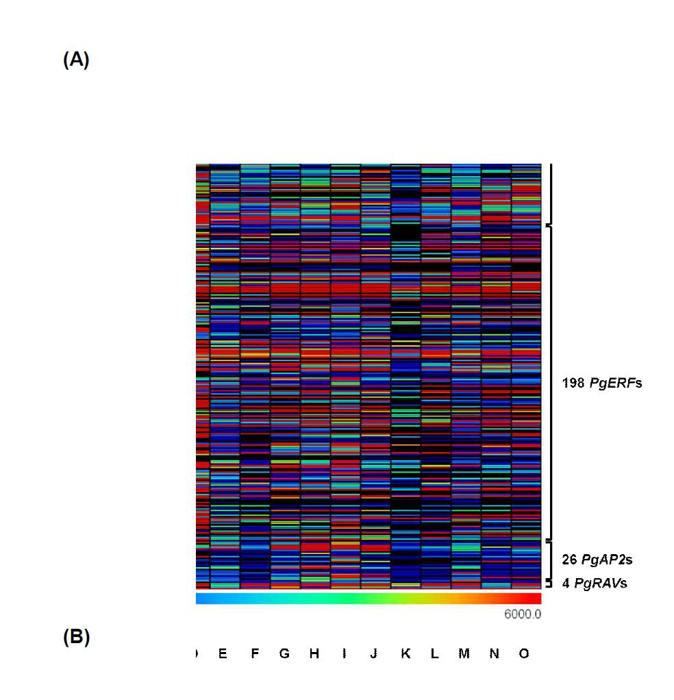 Expression profiles of P. ginseng AP2/EREBP genes. (A) Expression of 314 P. ginseng AP2/EREBP genes that consist of 86 PgDREBs, 198 PgERFs, 26 PgAP2s, and 4 PgRAVs was profiled at various tissues and developmental stages of P. ginseng plants using RNA-seq data. (B) Expression profiles of the representative genes showing expression specific at seedling, leaves, rhizomes, and dormant roots. Relative expression values of genes were represented with the color scale shown below. The heat map was generated by using MeV s/w (http://www.tm4.org/mev/). A, adventitious roots; B, seeds (stratified); C, seeds (imbibed at 4℃ for 3 weeks); D, seedlings (30 days old); E, roots (1 year old); F, leaves (1 year old); G, main roots (~7 years old); H, rhizomes (~7 years old); I, lateral roots (~7 years old); J, roots (dormant, 7 years old); K, shoot (without leaves); L, leaves (~5 years old); M, flowers; N, immature fruits (green); O, mature fruits (red).