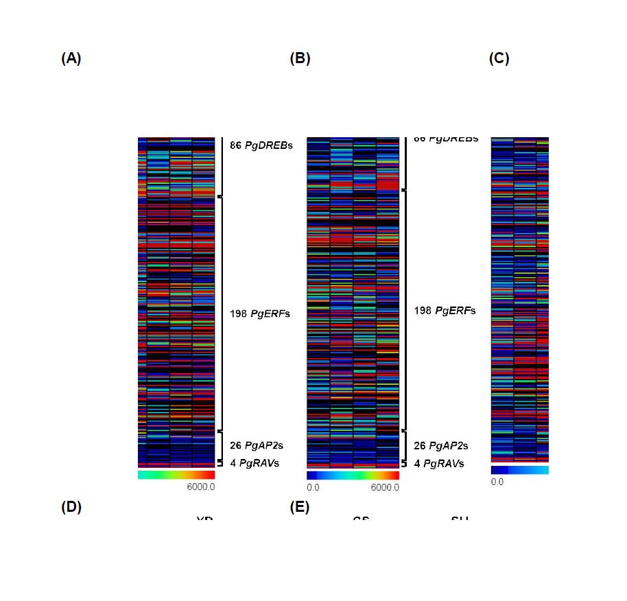 Expression profiles of P. ginseng AP2/EREBP genes under abiotic stresses. (A) Expression of 314 P. ginseng AP2/EREBP genes was profiled in heat-treated leaves of heat-sensitive cultivar Chunpoong (ChP) and heat-tolerant cultivar Yunpoong (YP). 0, before heat 30(+2)℃) treatment; 1w, after 1 week of heat treatment; 3w, after 3 weeks of heat treatment. (B) Expression of 314 P. ginseng AP2/EREBP genes was profiled in whole ChP plants of 1 year old grown under normal condition (Cn) and treated with cold (Cd, 4℃), salt (St, 100mM NaCl), and drought (Dr, air-dry) for 24 hr. (C) Expression of 314 P. ginseng AP2/EREBP genes was profiled in adventitious roots treated with methyl-jasmonate (MeJA) for the indicated times. CS, cv. Cheongsun; SH, cv. Sunhayng. (D) Representative genes showing differential expression pattern between heat-treated leaves of ChP and YP. (E) Representative genes showing differential expression pattern between MeJA-treated adventitious roots of CS and SH. Relative expression values of genes were represented with the color scale shown below. The heat map was generated by using MeV s/w (http://www.tm4.org/mev/).