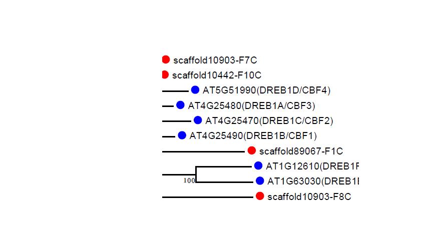 Phylogenetic analysis of P. ginseng CBF/DREB1 genes. Eleven genes predicted to encode CBF/DREB1 transcription factors were identified in ginseng genome database and cloned by PCR amplification using genomic DNA template. The deduced amino acid sequences were aligned using ClustalW and the phylogenetic tree was generated using the neighbor-joining (NJ) method in MEGA5. Bootstrap values calculated for 1000 replicates are shown on the branches. Genes of P. ginseng and A. thaliana are indicated as red (●) and blue circles (●), respectively. scaffold10903-F8C that is a P. ginseng gene encoding AP2/EREBP protein belonging to DREB A-4 clade is used as outgroup for this tree.