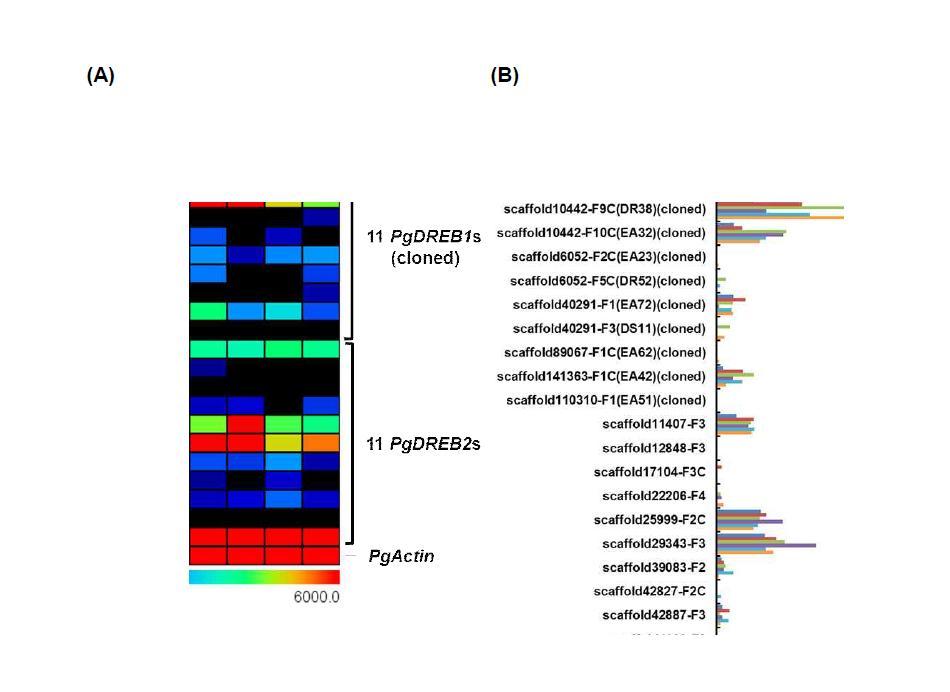 Expression profiles of P. ginseng CBF/DREB genes under heat stress. (A) Expression of 22 P. ginseng CBF/DREB genes that consist of 11 PgDREB1s and 11 PgDREB2s was profiled in heat-treated leaves of heat-sensitive cultivar Chunpoong (ChP) and heat-tolerant cultivar Yunpoong (YP). 0, before heat 30(+2)℃) treatment; 1w, after 1 week of heat treatment; 3w, after 3 weeks of heat treatment. Relative expression values of genes were represented with the color scale shown below. The heat map was generated by using MeV s/w (http://www.tm4.org/mev/). (B) Relative expression of 22 P. ginseng CBF/DREB genes under heat stress heat stress. Among 22 P. ginseng CBF/DREB genes, three PgDREB1s that showed significant increased expression in response to heat stress were selected and their fold-change values of expression were determined compared to control. CP_con and YP_con, control without heat-treatment for Chunpoong (CP) and Yunpoong (YP); CP_1w and YP_1w, heat-treated leaves of CP and YP for 1 week; CP_3w and YP_3w, heat-treated leaves of CP and YP for 3 weeks; fold-change values above bars were statistically confirmed by Student t-test (*p<0.05, **p<0.01).