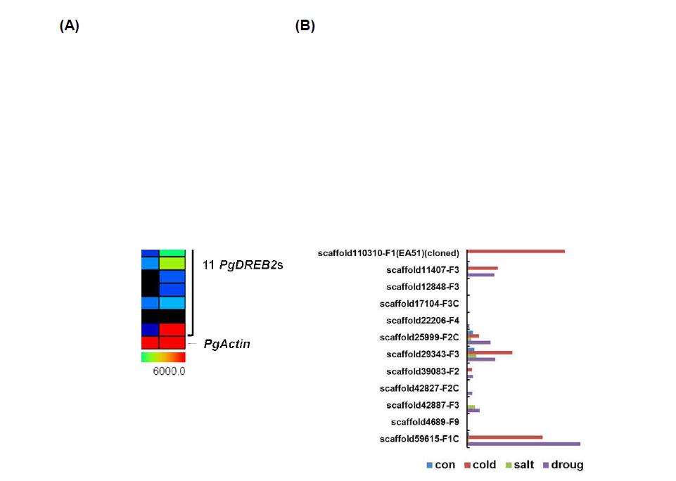 Expression profiles of P. ginseng CBF/DREB genes under cold, salt, and drought stresses. (A) Expression of 22 P. ginseng CBF/DREB genes that consist of 11 PgDREB1s and 11 PgDREB2s was profiled in whole plants treated with cold ( 4℃), salt (100mM NaCl), and drought (air-dry) for 24 hr. Relative expression values of genes were represented with the color scale shown below. The heat map was generated by using MeV s/w (http://www.tm4.org/mev/). (B) Relative expression of 22 P. ginseng CBF/DREB genes under cold, salt, and drought stresses.