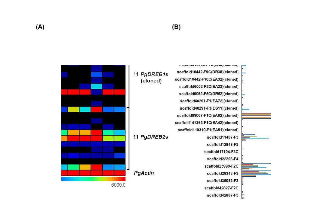 Expression profiles of P. ginseng CBF/DREB genes under MeJA treatment. (A) Expression of 22 P. ginseng CBF/DREB genes that consist of 11 PgDREB1s and 11 PgDREB2s was profiled in adventitious roots of Cheongsun (CS) and Sunhayang (SH) treated with 200uM MeJA for the indicated times. Relative expression values of genes were represented with the color scale shown below. The heat map was generated by using MeV s/w (http://www.tm4.org/mev/). (B) Relative expression of 22 P. ginseng CBF/DREB genes under MeJA treatment