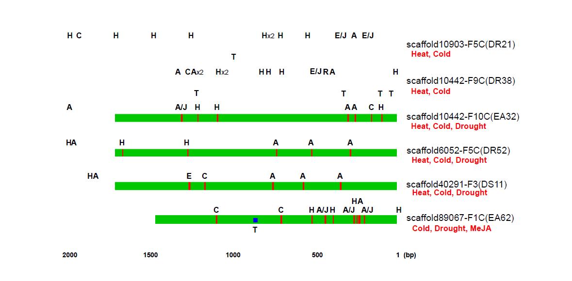 In silico promoter analysis of P. ginseng CBF/DREB1s. Putative promoter regions of six P. ginseng CBF/DREB1 genes were retrieved from ginseng genome database and cis-acting element was investigated by searching of plant cis-acting element database. A, ABRE-like (ABA-response-related); C, CRT/DRE-like (cold and drought-response-related); E, ethylene-response-related; H, heat-response-related; J, jasmonic acid-response-related; R, ROS-response-related; T, putative miRNA-target site.