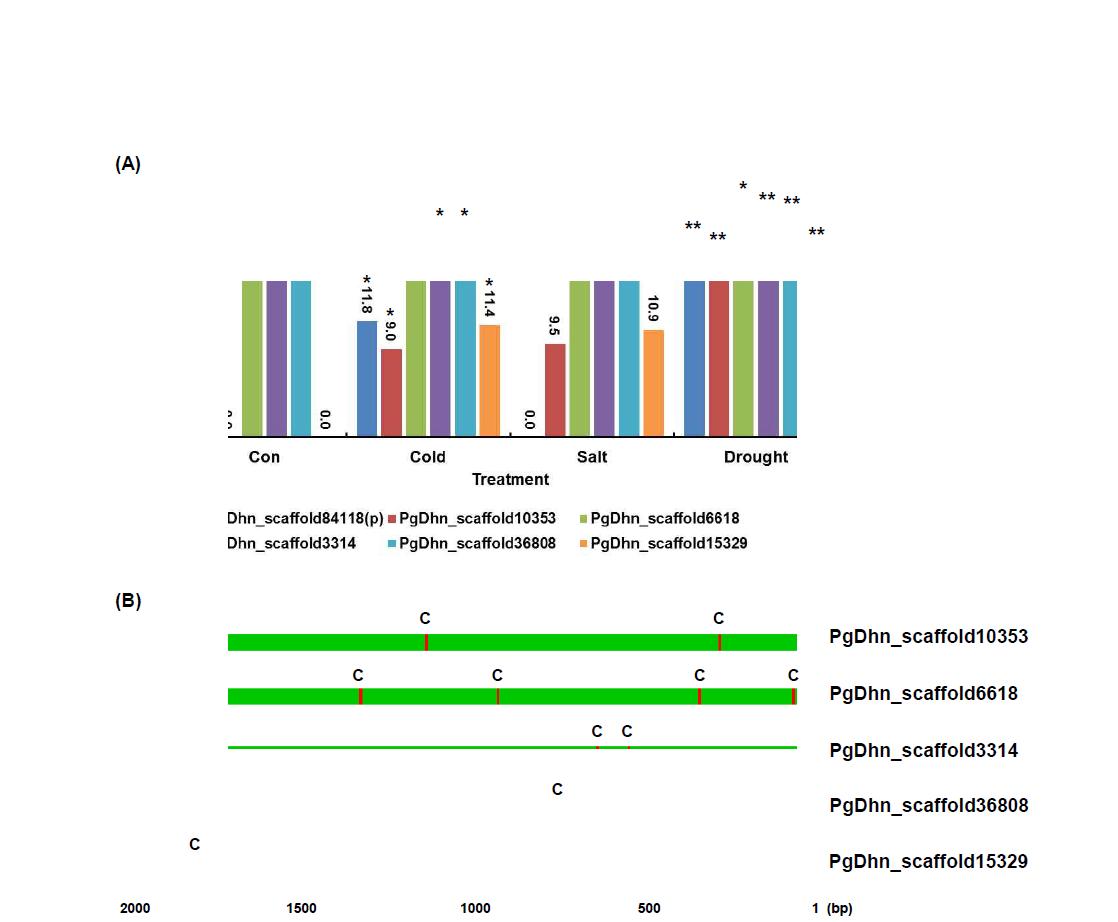 Characterization of P. ginseng dehydrin (PgDhn) genes that are putative downstream genes of P. ginseng CBF/DREB1 genes. (A) Relative expression of six PgDhn genes among 17 PgDhn genes found in ginseng genome database. Relative expression was statistically confirmed by Student t-test (*p<0.05, **p<0.01). (B) In silico promoter analysis of five PgDhn genes. Putative promoter regions were retrieved from ginseng genome database and cis-acting element was investigated by searching of plant cis-acting element database. C, CRT/DRE-like element.