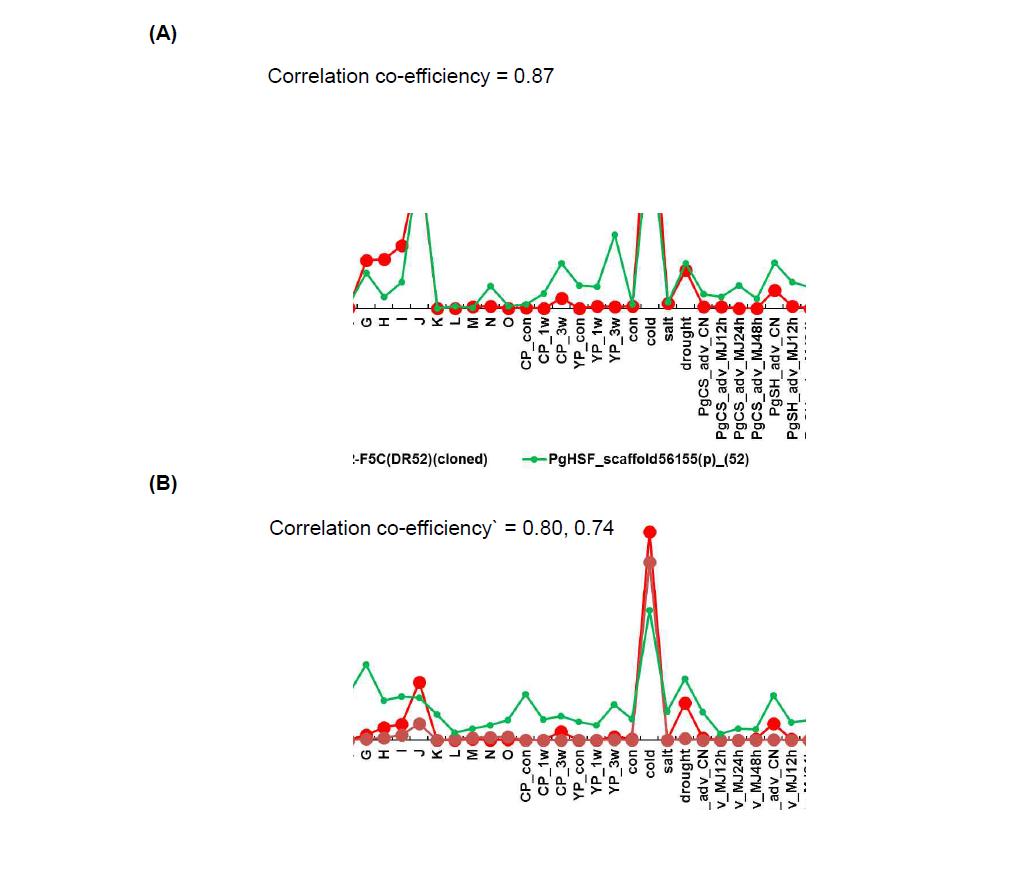 PgHSF genes co-expressed with PgDREB1 genes. Co-expressed PgHSF genes were found by clustering based on expression similarity with PgDREB1 genes. (A) PgHSF_scaffold56155 was co-expressed with PgDREB1 gene, scaffold6052-F5C(DR52), with correlation co-efficiency of 0.87. (B) PgHSF_scaffold3685 was co-expressed with two PgDREB1 genes, scaffold40291-F3(DS11) and scaffold6052-F2C(EA23), with correlation co-efficiency of 0.80 and 0.74.