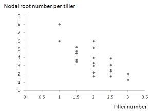 Correlation between tiller number and nodal root number per tiller under sever drought (dd) condition of DT-RILs.