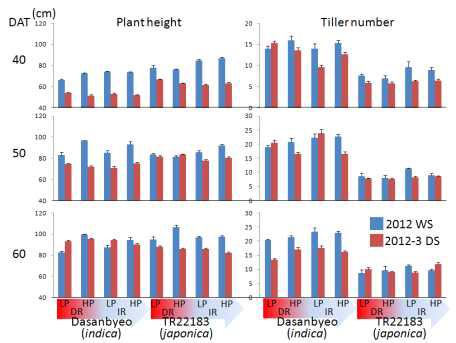Comparison of plant height and tiller numbers in early growth stage (40-60 DAT) ofDasanbyeo and TR22183 in 2012 WS and 2013 DS at IRRI. LP: low P application (0P) and HP: high P application (60P), DR: drought, IR: irrigated - 3cm.