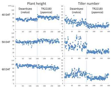 Comparison of plant height and tiller numbers in early growth stage (40-60 DAT) of Dasanbyeo and TR22183 in 2013 DS at IRRI. This chart shows that the variation of tiller number of Dasanbyeo responded more sensitively to stress conditions. Numbers at x-axes represent sample number of the same varieties.