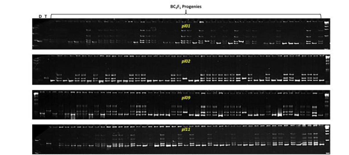 Genotyping of BC2F1 progenies using indel markers