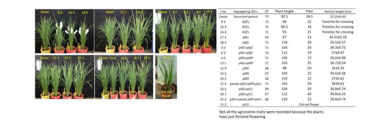 Phenotypes of BC2F1 progenies and their basic agronomic traits