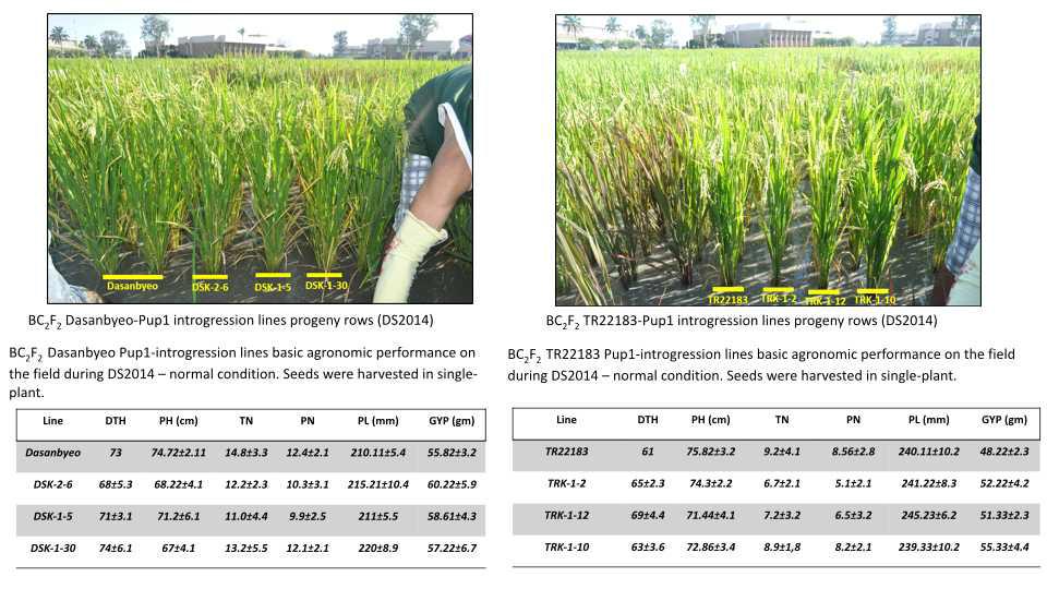 BC2F1 pub1 introgression lines and summary of their basic agronomic traits