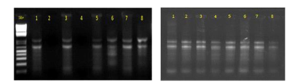 RNA samples extracted by Trizol-silica methods. (left: odd numbers - Trizol/silica, even numbers - Silica without clorofom; right: only Trizol/silica method)
