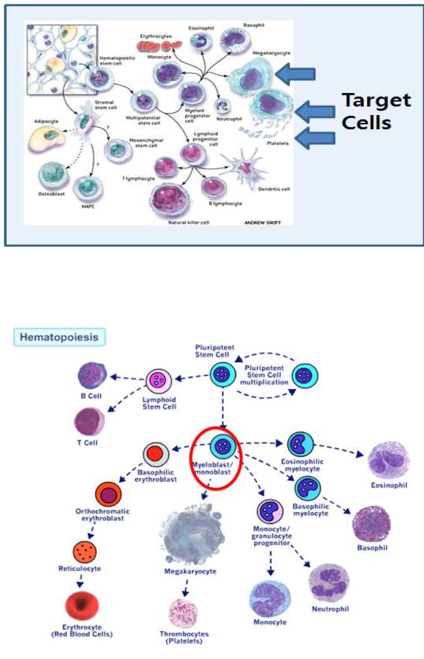 혈액줄기세포 분화 모식도