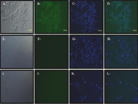 흑돼지 골수 유래 중간엽 줄기세포의 면역형광세포분석
