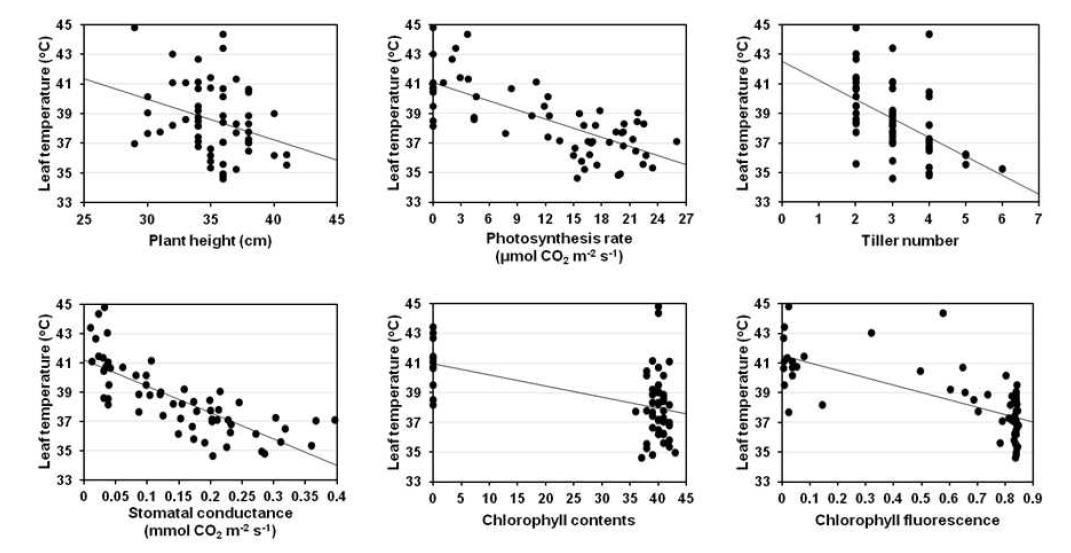 Linear regression between leaf temperature and other parameters, plant height, tiller number, chlorophyll contents, photosynthesis rate, stomatal conductance, and chlorophyll fluorescence at 6 days after NaCl treatment.