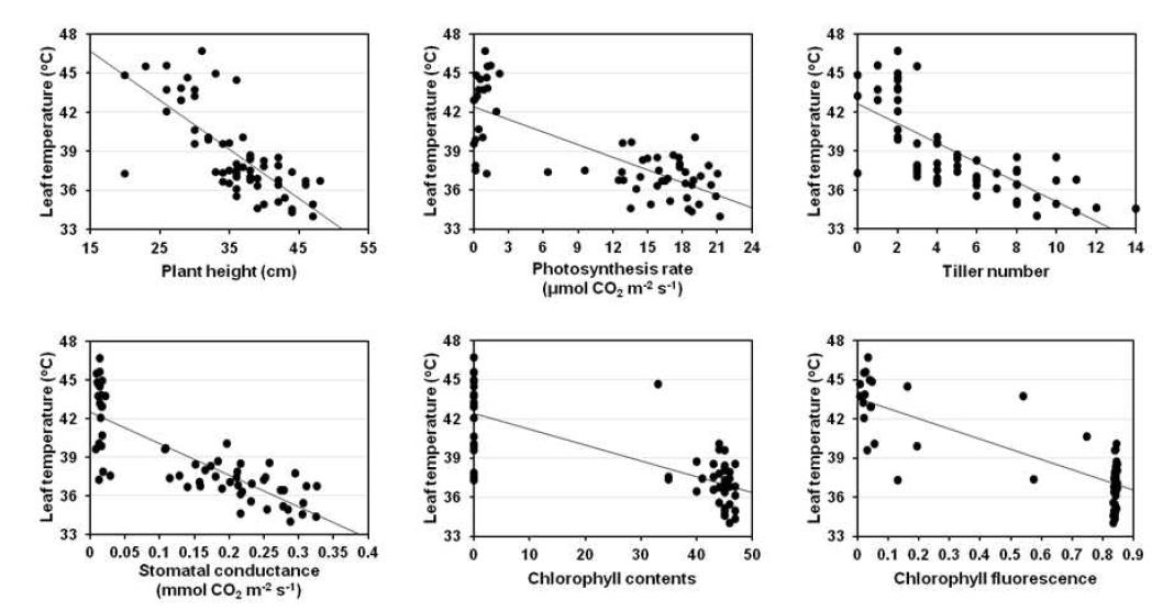 Linear regression between leaf temperature and other parameters, plant height, tiller number, chlorophyll contents, photosynthesis rate, stomatal conductance, and chlorophyll fluorescence at 12 days after NaCl treatment.