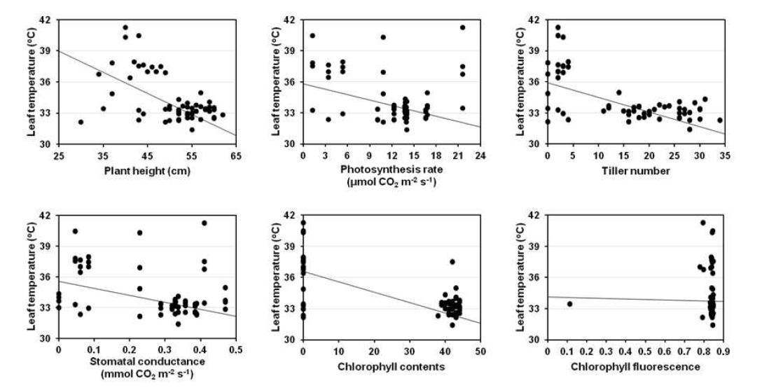 Linear regression between leaf temperature and other parameters, plant height, tiller number, chlorophyll contents, photosynthesis rate, stomatal conductance, and chlorophyll fluorescence at 24 days after NaCl treatment