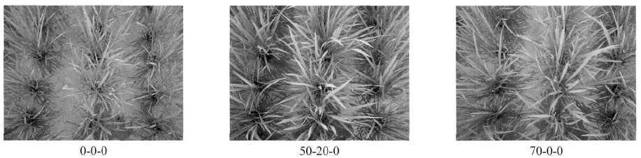 Digital image analysis of rice with different nitrogen fertilizer.