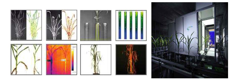 3D scanalyzer for plant phenome analysis by LemnaTec.