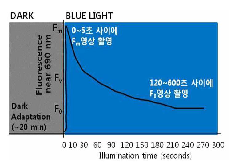 Light-induced Chlorophyll fluorescence induction kinetics in a green active leaf.