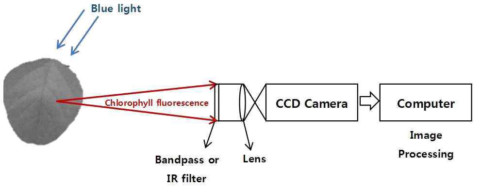 The process chart of light-induced Chlorophyll fluorescence.