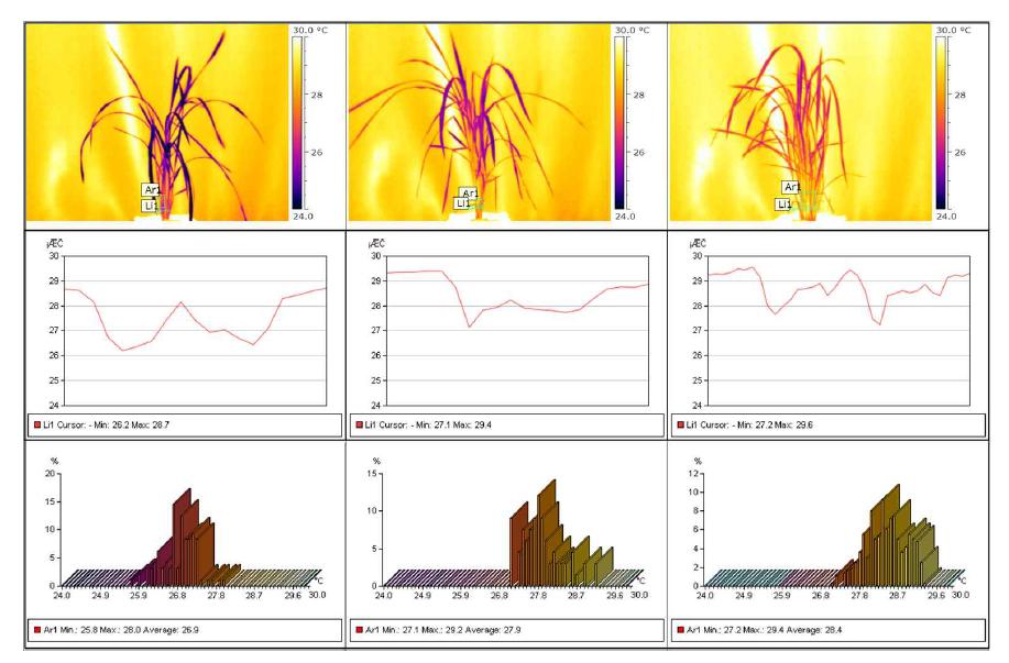 Thermo-graphs of whole body, linear profiles of temperature of stems, and areal temperature histograms of stems of rice.