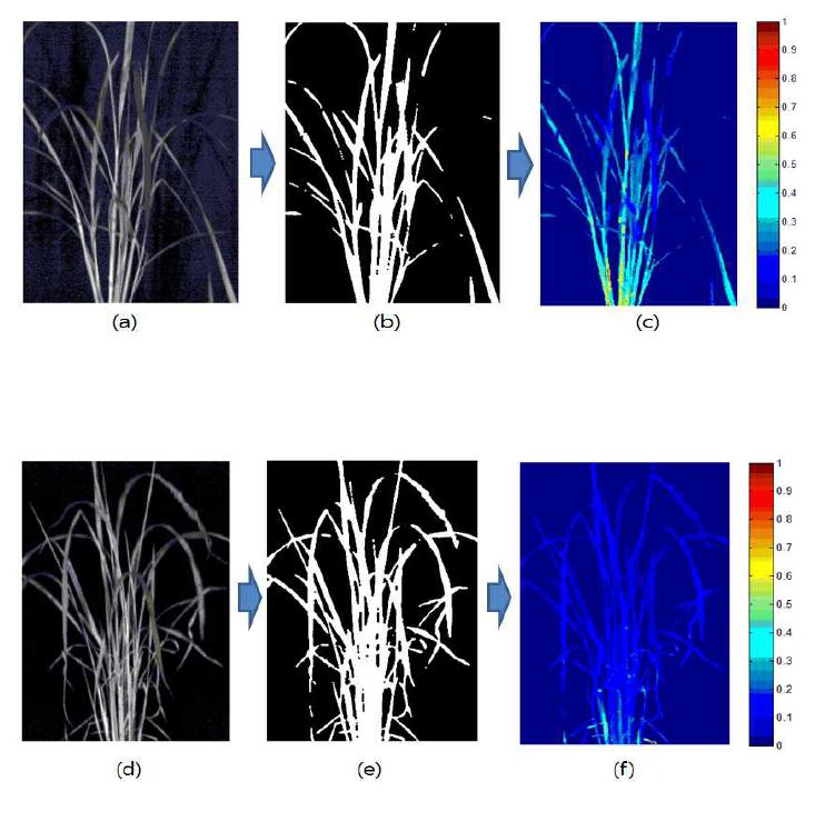 Fluorescence image analysis process.