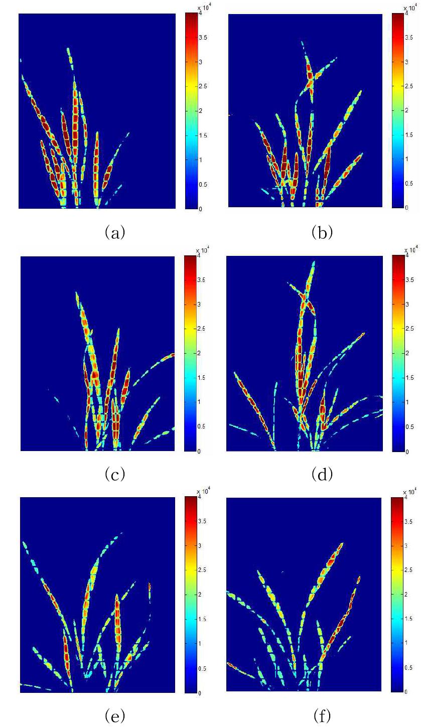 PLS hyper-spectral image of rice exposed to 5oC for 0 (a), 3 h (b), 6 h (c), 12 h (d), 24 h (e), and 48 h (f).