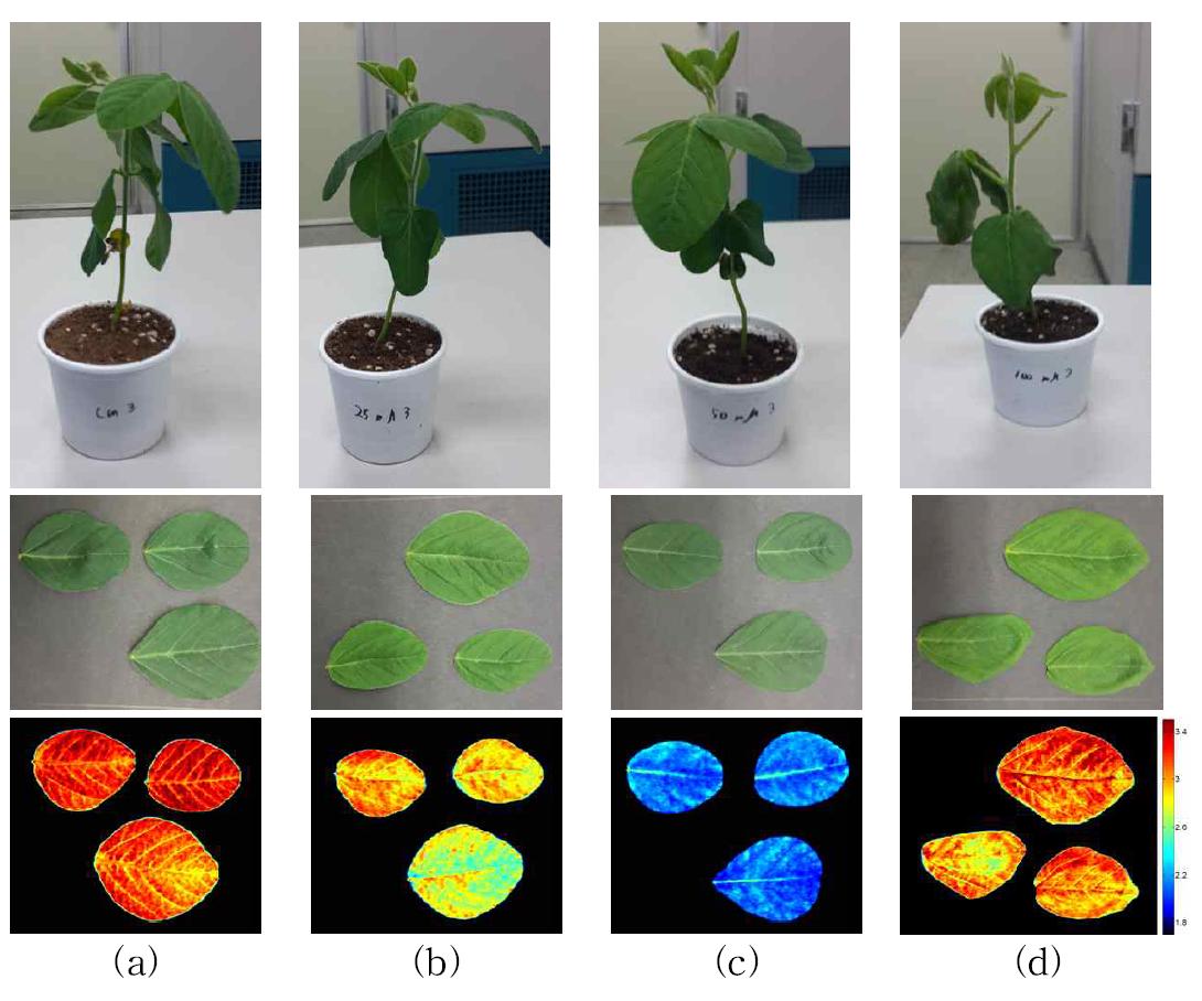 Soybean plant (top), leaflet (middle), and spectral image at 707/670 nm (bottom) treated by 0 (a), 25 mM (b), 50 mM (c), 100 mM (d) NaCl.