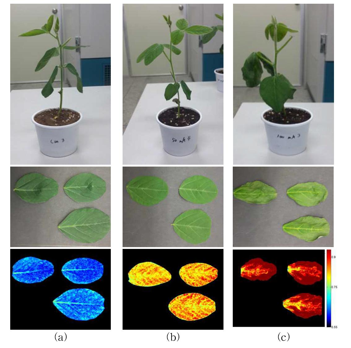 Soybean plant (top), leaflet (middle), and hyper-spectral image at 707/670 nm(bottom) treated by 0 (a), 25 mM (b), 50 mM (c), 100 mM (d) NaCl.