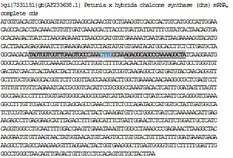 CHS-A 유전자 mRNA (AF233638.1) 상 TALEN pair 3의 target site (회색음영) TALEN binding site (밑줄), 예상되는 절단 위치 (파랑)