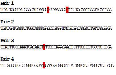 Petunia F3H TALEN의 고안. TALEN binding site (밑줄), F3H allele 간 sequence variation location (빨간색 음영)