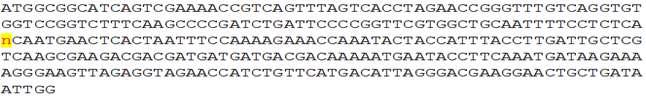 페튜니아 NR 유전자 목적부위 sequencing 분석. N은 allele간 SNP이 관찰된 부위