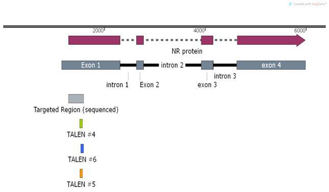 페튜니아 NR 유전자 mRNA 구조 및 TALEN target site annotation