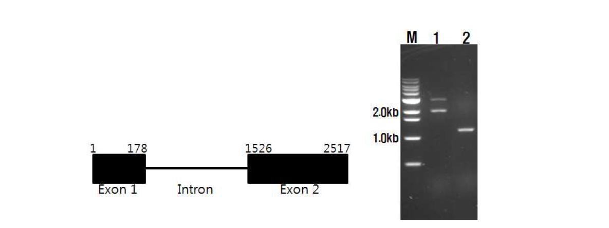 페튜니아 Chalcone synthase의 genome DNA 구조 PCR 법으로 증폭한 CHS 유전자의 gDNA (1)와 cDNA (2)