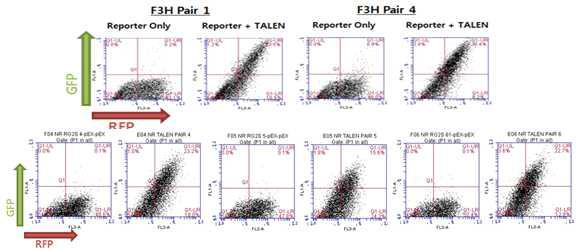 F3H(위) 및 NR(아래) TALEN 활성 조사 결과