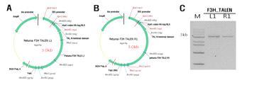 Petunia F3H TALEN L1(A)과 R1(B)의 벡터구조 및 PCR을 이용하여 분리한 F3H TALEN+FokI의 전기영동(C) 결과