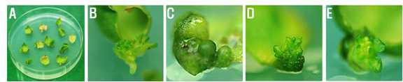 F3H_TALEN 유전자가 포함된 pEarleyGate 103 벡터가 삽입된 Agrobacterium을 이용한 petunia 형질전환체 제작