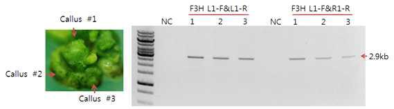 형질전환 후 생성된 캘러스 DNA를 이용한 F3H TALEN PCR 결과
