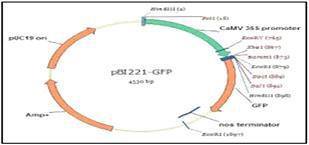 원형질체 형질전환 효율 검정에 사용한 pBI221-GFP 벡터