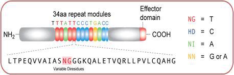 TAL Effector protein의 구조