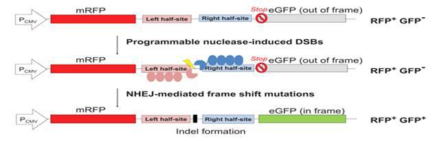 유전자가위 활성리포터 분석법의 원리. 시험되는 유전자가위의 인식서열이 인공적으로 삽입된 리포터에서 유전자가위의 절단에 의해 유도되는 리포터유전자 (GFP)의 발현세포 population을 flow cytometry를 이용해 분석