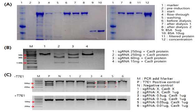 CAS9 단백질 정재 및 활성검증